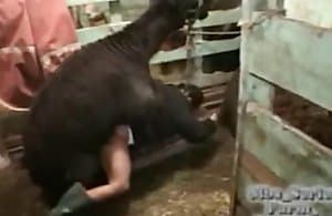 Bestialyti hậu môn fucks